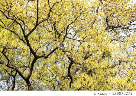 里山の雑木林で黄葉が輝くクヌギの葉 里山の雑木林で黄葉が輝くクヌギの葉 129073272