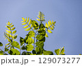 黄檗という生薬になるキハダの若葉 129073277