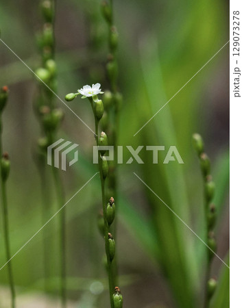 食虫植物モウセンゴケの開花 129073278