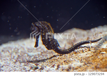 タツノオトシゴ 129073294
