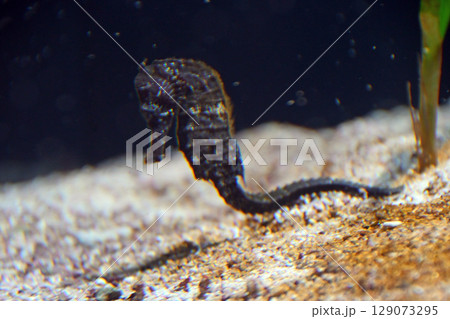 タツノオトシゴ タツノオトシゴ 129073295
