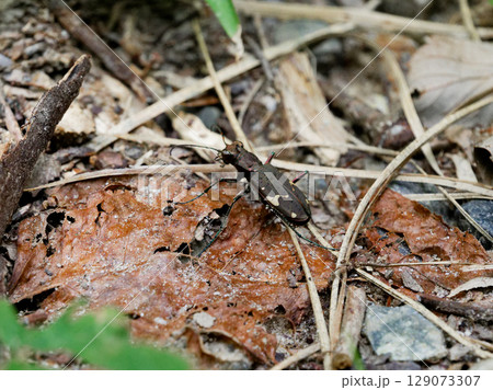 オサムシ科の甲虫 ニワハンミョウ オサムシ科の甲虫 ニワハンミョウ 129073307
