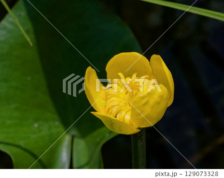 多年生水生植物スイレン科コウホネの黄色い花 129073328