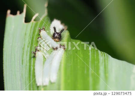 クロコノマチョウの幼虫 129073475