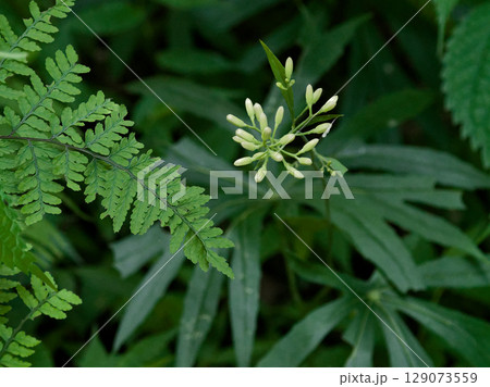 キク科の多年草ヤブレガサの蕾 キク科の多年草ヤブレガサの蕾 129073559