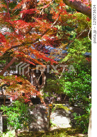 鎌倉 覚園寺の美しい紅葉（神奈川県鎌倉市） 129073634