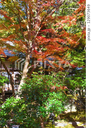鎌倉 覚園寺の美しい紅葉（神奈川県鎌倉市） 129073649