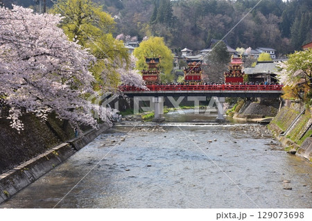 日本の岐阜県高山市　春の高山祭　満開の桜と中橋を渡る屋台　美しい新緑と宮川 129073698