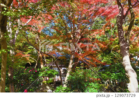 鎌倉 覚園寺の美しい紅葉(神奈川県鎌倉市) 鎌倉 覚園寺の美しい紅葉(神奈川県鎌倉市) 129073729