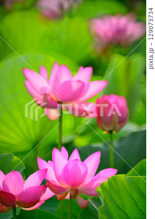 蓮の花、清浄なる花が咲く 129073734