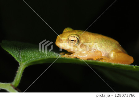 ニホンアマガエルの幼体 129073760