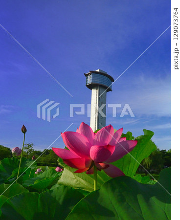古代蓮の里展望タワー 古代蓮の里展望タワー 129073764