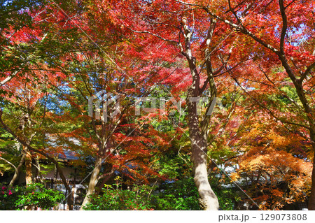 鎌倉 覚園寺の美しい紅葉（神奈川県鎌倉市） 129073808