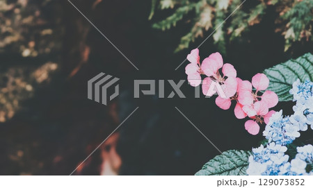 Pink and blue flowers bloom near a shaded area surrounded by greenery in a tranquil garden setting 129073852