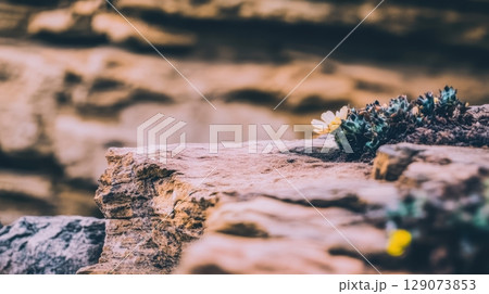 Flowers blooming on rocky terrain during golden hour in a natural landscape 129073853