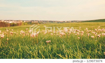 Vibrant spring meadow with blooming flowers and rolling hills in the background during golden hour 129073874