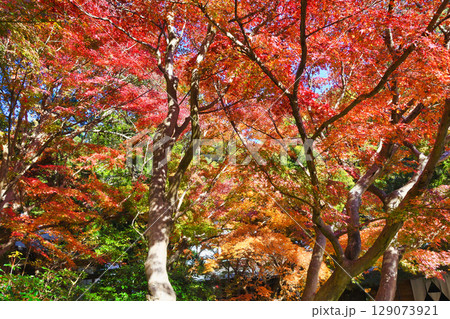 鎌倉 覚園寺の美しい紅葉(神奈川県鎌倉市) 鎌倉 覚園寺の美しい紅葉(神奈川県鎌倉市) 129073921
