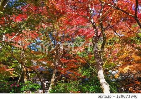 鎌倉 覚園寺の美しい紅葉（神奈川県鎌倉市） 129073946
