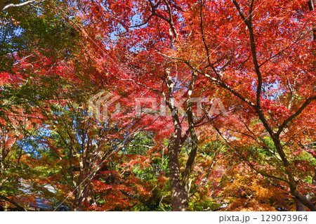 鎌倉 覚園寺の美しい紅葉(神奈川県鎌倉市) 鎌倉 覚園寺の美しい紅葉(神奈川県鎌倉市) 129073964