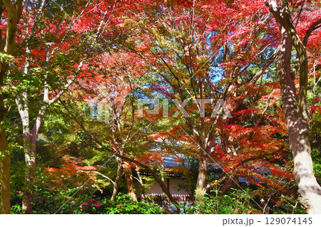 鎌倉 覚園寺の美しい紅葉（神奈川県鎌倉市） 129074145