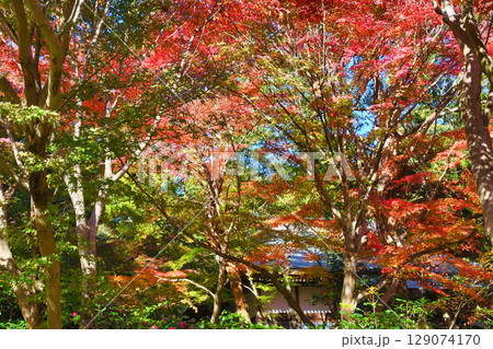 鎌倉 覚園寺の美しい紅葉（神奈川県鎌倉市） 129074170