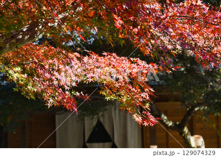 鎌倉 覚園寺の美しい紅葉(神奈川県鎌倉市) 鎌倉 覚園寺の美しい紅葉(神奈川県鎌倉市) 129074329