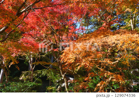 鎌倉 覚園寺の美しい紅葉(神奈川県鎌倉市) 鎌倉 覚園寺の美しい紅葉(神奈川県鎌倉市) 129074336