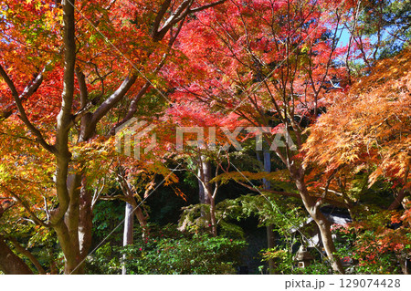 鎌倉 覚園寺の美しい紅葉(神奈川県鎌倉市) 鎌倉 覚園寺の美しい紅葉(神奈川県鎌倉市) 129074428