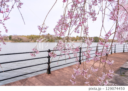 三重県四日市市　春の北勢中央公園　散策に楽しめる桜と池とウッドデッキ 129074450
