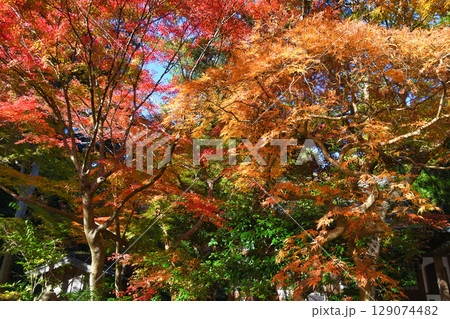 鎌倉 覚園寺の美しい紅葉(神奈川県鎌倉市) 鎌倉 覚園寺の美しい紅葉(神奈川県鎌倉市) 129074482