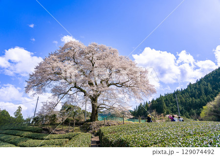 静岡県島田市川根町 茶畑の中の樹齢300年の一本桜 牛代のみずめ桜 静岡県島田市川根町 茶畑の中の樹齢300年の一本桜 牛代のみずめ桜 129074492