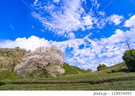 静岡県島田市川根町　茶畑の中の樹齢300年の一本桜　牛代のみずめ桜 129074493
