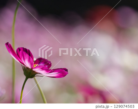 ピンク色のコスモスの花 129074503