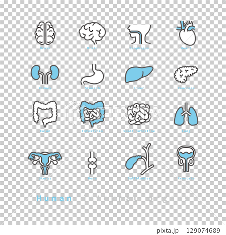 Simple illustration of human internal organs icon set Simple illustration of human internal organs icon set 129074689