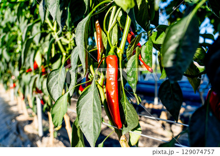 Red chili pepper growing in a chilli field 129074757