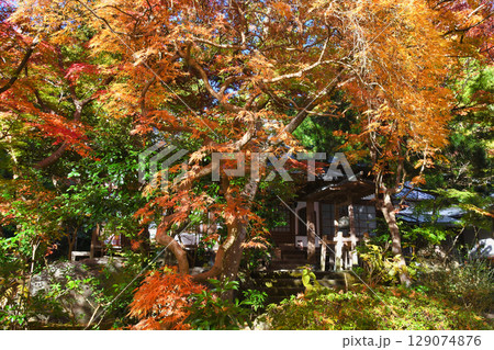 鎌倉 覚園寺の美しい紅葉（神奈川県鎌倉市） 129074876