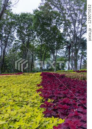 国営武蔵丘陵森林公園の風景 国営武蔵丘陵森林公園の風景 129075032