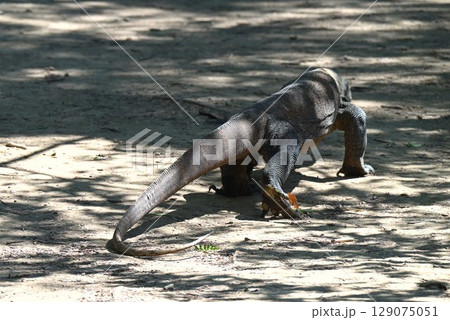 コモド島～悠々と歩くコモドドラゴン 129075051