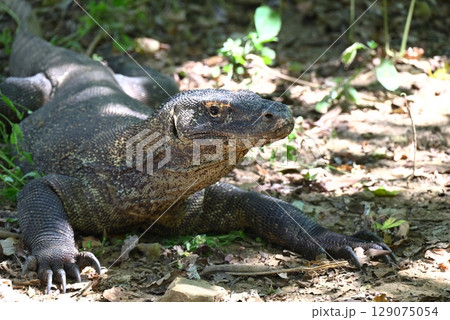 コモド島～木陰でくつろぐコモドドラゴン 129075054
