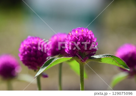 山田池公園 129075096