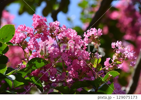 山田池公園 129075173