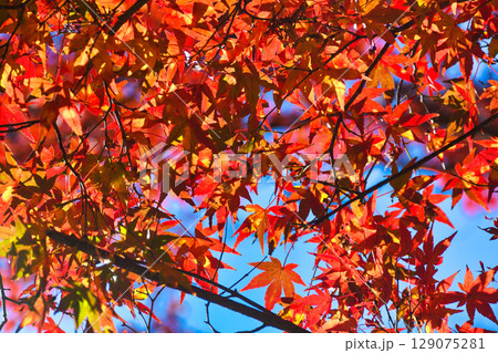 鎌倉 覚園寺の美しい紅葉（神奈川県鎌倉市） 129075281