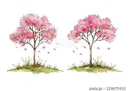 Two Beautiful Pink Cherry Blossom Trees with Falling Petals and Lush Green Grass 129075432