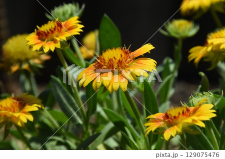 山田池公園 山田池公園 129075476