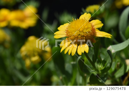 山田池公園 129075478