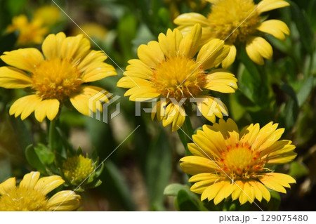 山田池公園 129075480