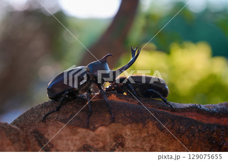 我が家のシンボルツリー　トネリコに群がるかぶと虫 129075655