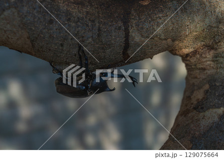 我が家のシンボルツリー　トネリコに群がるかぶと虫 129075664