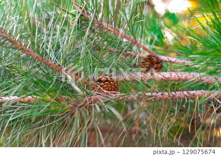 Pine Tree with needles and Pine Cone. Pine tree branch with cones in spring 129075674
