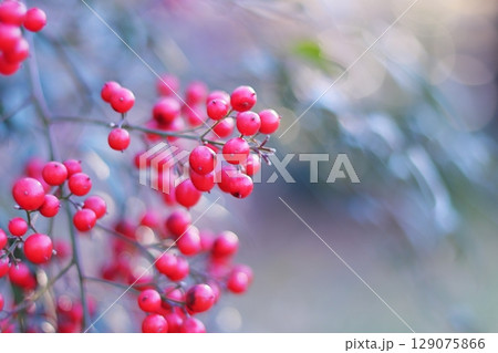 赤い南天の実 129075866
